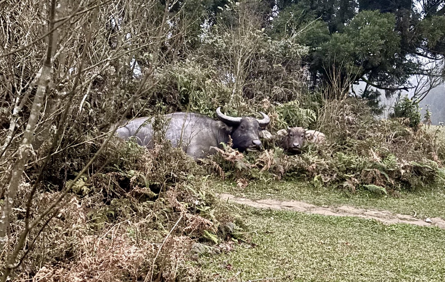 View from the Qingtiangang Grassland trail