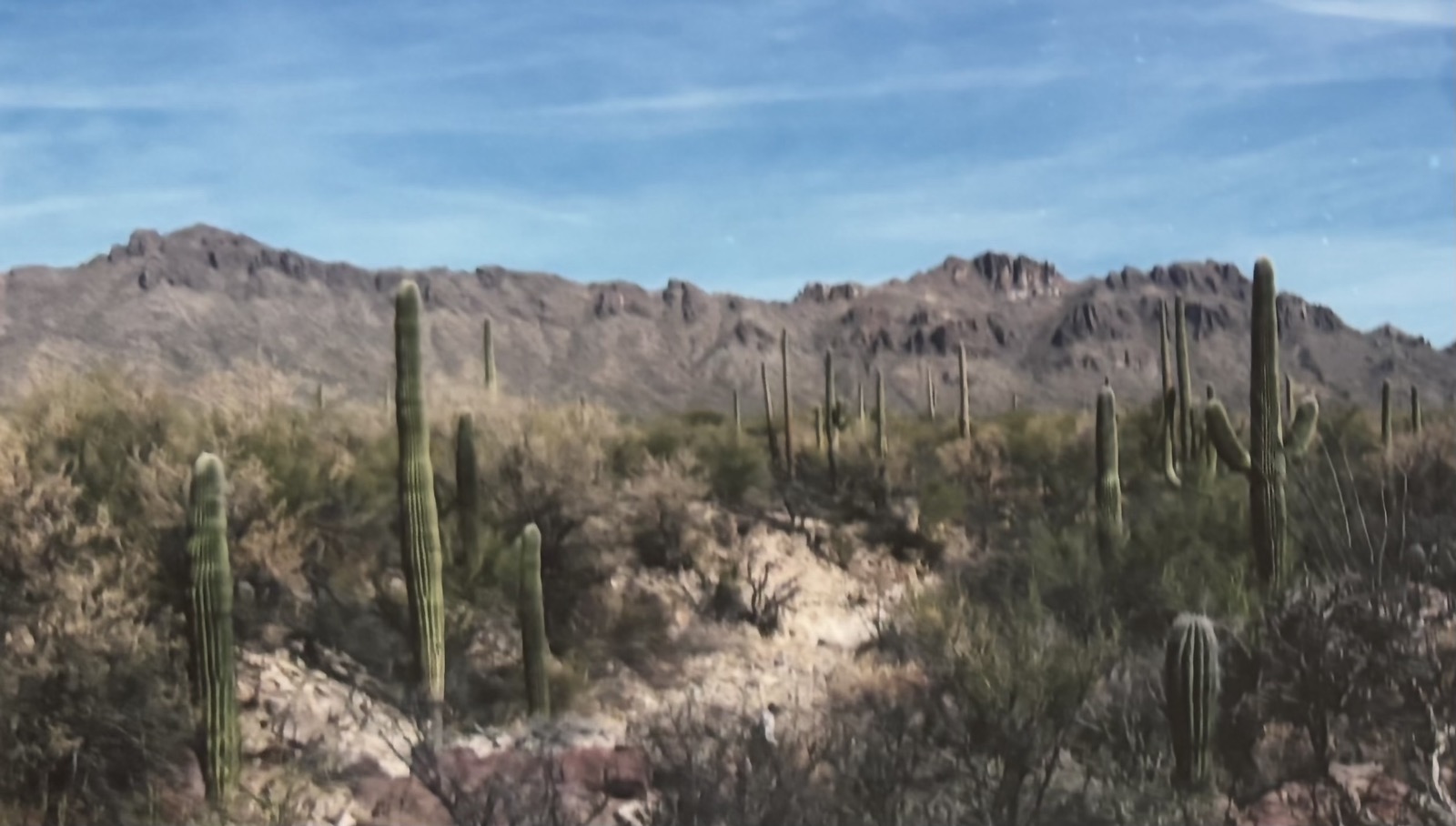View from the Saguaro National Park